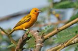 Orange weaver / Koningswever