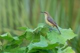 Copper sunbird / Koperhoningzuiger