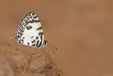 Margaritas Pierrot  / Tuxentius margaritaceus