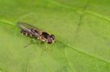 Meligramma triangulifera / Driehoekselfje