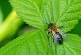 Andrena nitida / Viltvlekzandbij