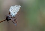 African grass blue / Amethistblauwtje