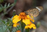 Telchinia encedon / White-barred acraea