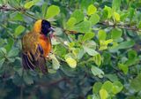 Black-headed weaver / Zwartkopwever
