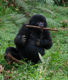 Mountain gorilla / Berggorilla