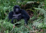 Mountain gorilla / Berggorilla