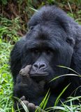 Mountain gorilla / Berggorilla