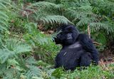 Mountain gorilla / Berggorilla