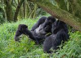 Mountain gorilla / Berggorilla
