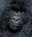 Mountain gorilla / Berggorilla