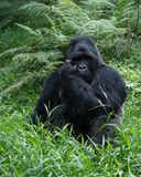 Mountain gorilla / Berggorilla