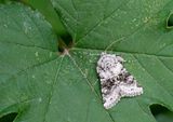Hecatera bicolorata / Tweekleurige uil