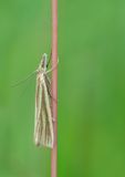 Crambus perlella / Bleke grasmot
