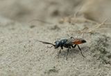 Dryudella stigma / Slanke wantsendoder