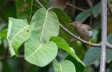Green crombec / Groene krombek