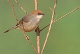 Chubbs Cisticola / Chubbs graszanger