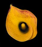 2022-11-13-10.33.24 ZS PMax_openWith_1.jpg