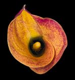 2022-11-14-08.46.11 ZS PMax_openWith.jpg