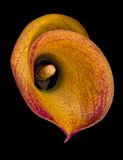 2022-11-19-10.48.47 ZS PMax_openWith_1.jpg