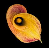 2022-11-19-01.47.57 ZS PMax_openWith_1.jpg