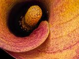 2022-11-20-06.47.35 ZS PMax_openWith.jpg