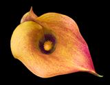 2022-11-21-12.49.34 ZS PMax_openWith.jpg