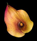 2022-11-22-10.24.21 ZS PMax_openWith.jpg