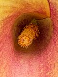 2022-11-26-11.53.32 ZS PMax_openWith.jpg
