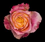 2022-12-01-09.35.59 ZS PMax_openWith_1.jpg
