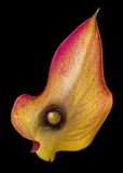 2022-11-30-02.33.17 ZS PMax_openWith.jpg