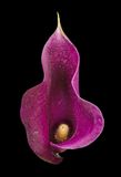 2022-12-08-12.53.00 ZS PMax_openWith.jpg