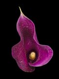 2022-12-08-03.22.56 ZS PMax_openWith.jpg