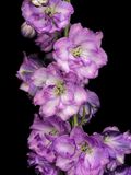 2023-01-07-09.56.24 ZS PMax_openWith.jpg