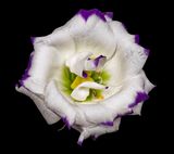 2023-01-18-11.18.12 ZS PMax_openWith_1.jpg