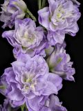 2023-01-18-12.42.15 ZS PMax_openWith.jpg