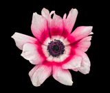 2023-01-23-02.46.12 ZS PMax_openWith.jpg