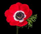 2023-02-09-09.49.19 ZS PMax_openWith.jpg