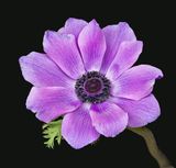 2023-02-26-12.39.24 ZS PMax_openWith.jpg