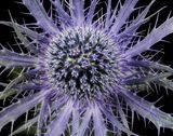 2023-03-27-02.22.21 ZS PMax_openWith.jpg