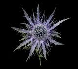 2023-03-27-01.54.35 ZS PMax_openWith.jpg