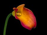 2023-10-06-12.20.14 ZS PMax_openWith.jpg