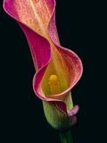 2023-11-13-02.51.35 ZS PMax_openWith.jpg