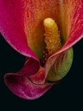2023-11-13-06.54.27 ZS PMax_openWith.jpg