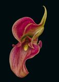 2023-11-18-04.12.49 ZS PMax_openWith.jpg