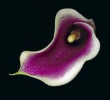 2023-11-20-01.36.38 ZS PMax_openWith.jpg