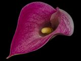 2024-01-12-12.07.28 ZS PMax_openWith.jpg