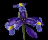 2024-02-01-12.43.33 ZS PMax_openWith.jpg