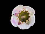 2024-02-01-01.56.01 ZS PMax_openWith.jpg