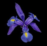 2024-02-04-02.44.18 ZS PMax_openWith.jpg