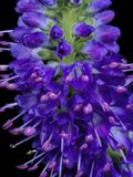 2024-02-05-01.40.38 ZS PMax_openWith.jpg